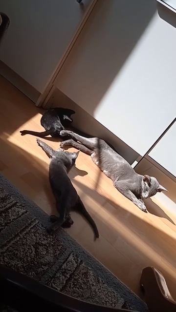 хвост за хвост смотреть онлайн