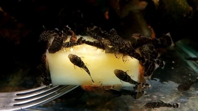 Анциструс Ancistrus Dolichopterus Малёк смотреть онлайн