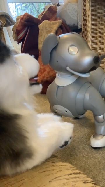 Aibo & MetaDog Rocket & Scout meet Elephant Robotics MetaDog #robot #robotdog #roboticdog #metadog смотреть онлайн