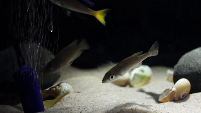 Tanganyika cichlids (Latvia@28.09.2014) - Cyprichromis leptosoma mpulungu and Neolamprologus brevis смотреть онлайн