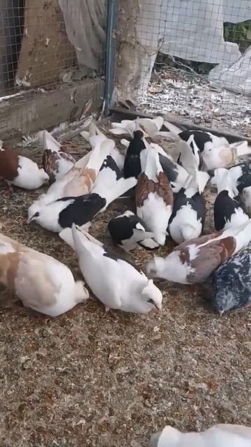 АРМЯНСКИЕ БОЙНИЕ ГОЛУБЫ КУДУЛИ #video #голубеводство смотреть онлайн