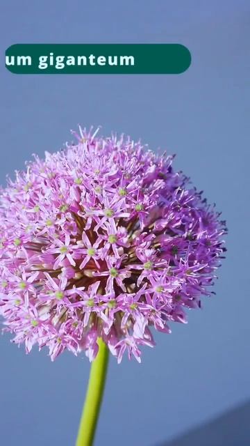 Ogrodowe inspiracje. Summer Garden смотреть онлайн