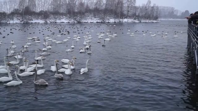 Лебединое озеро С Урожайное смотреть онлайн