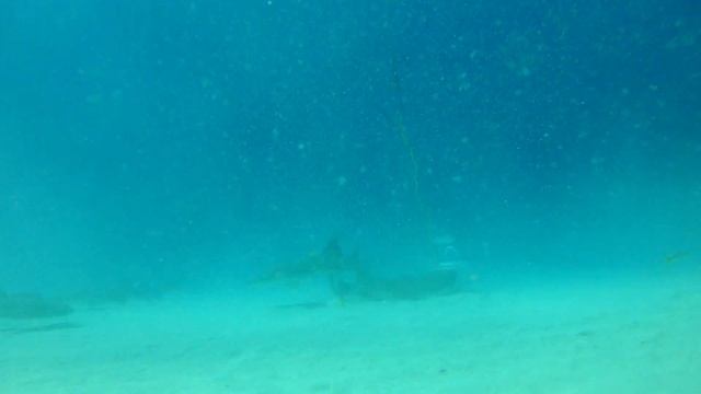 Shark Dive Nassau Bahamas смотреть онлайн