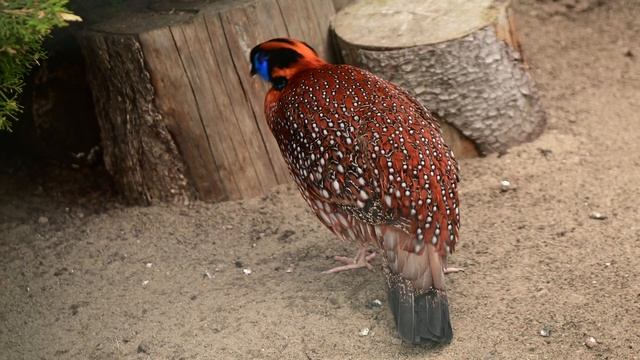 Temminck^s Tragopan .Трагопан Темминка