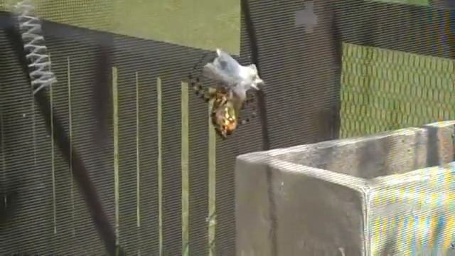 spider vs grasshopper смотреть онлайн