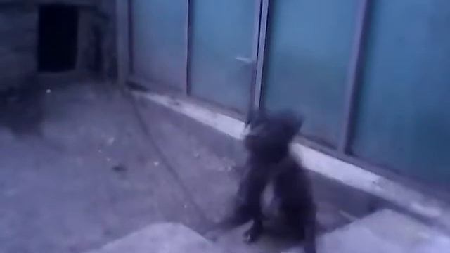 KiVi♡# моя собака Чарли смотреть онлайн