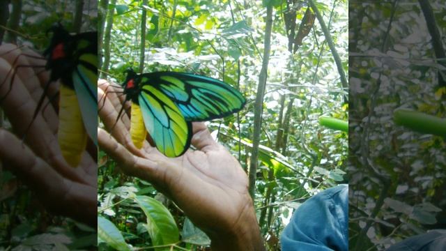 Worlds Largest Butterfly | Amazing Facts | 2021 | FactQ | #Shorts смотреть онлайн