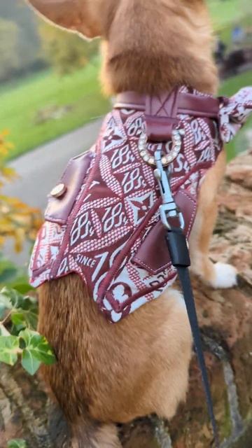 Louis Vuitton Dog Coat Celebrity Fashion Dogs смотреть онлайн