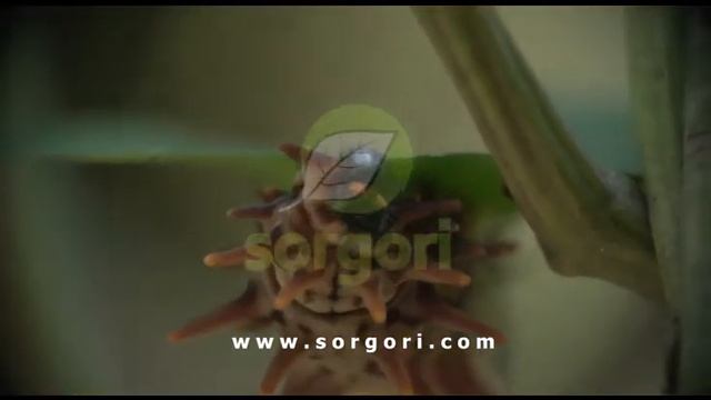 Troides helena смотреть онлайн