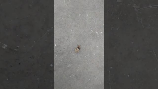 Who wins Battle of HOUSEFLY (Musca domestica) V/S SPIDER 🕷️🕸️(Araneus)??|Survival of fittest смотреть онлайн