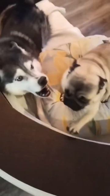 Джагер - хаски #shorts #милыесобаки #мопсы #собака #милыеживотные #животные #мопсики #собаки смотреть онлайн