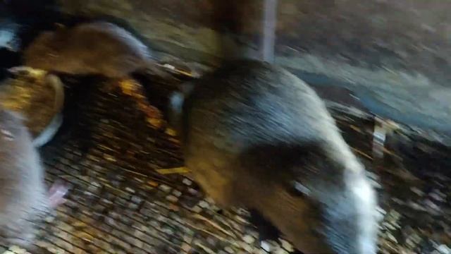 Корм для нутрій / ВИРОЩУВАННЯ НУТРІЙ. смотреть онлайн