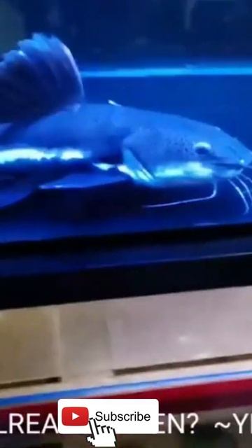 TREE FROG Gets EATEN By GIANT BASS! #Shorts смотреть онлайн