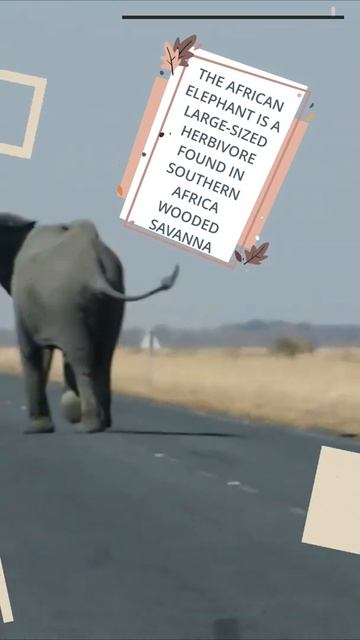 African Bush Sounds | African Elephant | Arrowhead Africa | #short | 42 смотреть онлайн