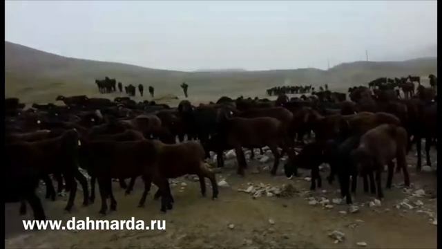 Настоящие гиссарские овцы Ходжи Иброхима 2 смотреть онлайн