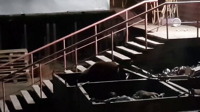 Мишка пришёл на ужин смотреть онлайн