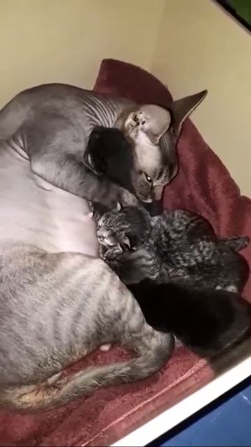 Лилу родила 5 котят смотреть онлайн