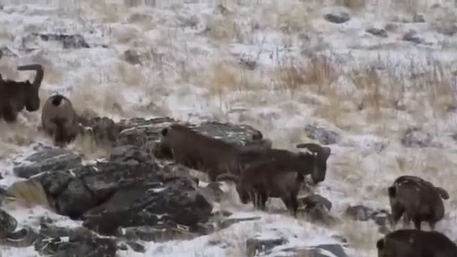 Şərqi Qafqaz Turu ( Dağıstan Turu) смотреть онлайн