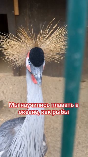 Мы научились летать как птицы... смотреть онлайн