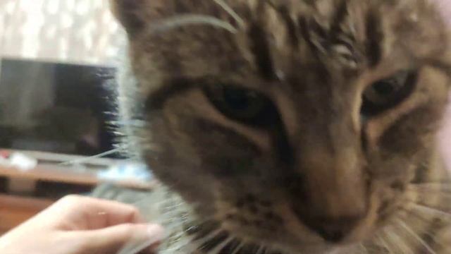 Мурёна всё понимает и отвечает. смотреть онлайн