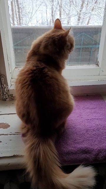 17 марта 2024 г. Кошки Дружное утро 💞 🤗 смотреть онлайн