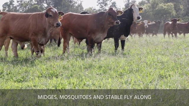 Helping Prevent the Negative Impacts that External Parasites have on Livestock Production смотреть онлайн