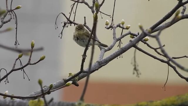 Mosquitero musical. Colindres, Marismas de Santoña DSCN1001 20614 смотреть онлайн