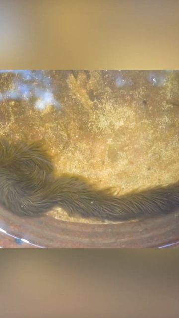 Мохнатый змИй из Тайланда смотреть онлайн