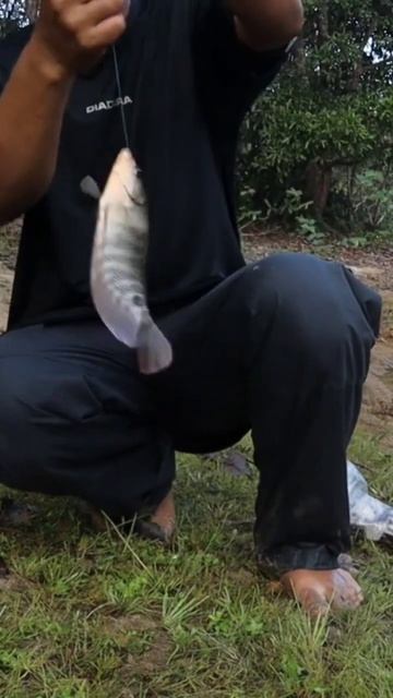 Ikan gurame saat fishing camp #adventure #fishing #fish смотреть онлайн