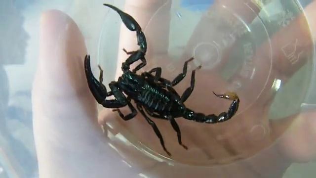 scorpion смотреть онлайн