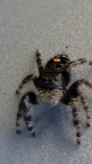 A Beautiful Pet Jumping Spider смотреть онлайн