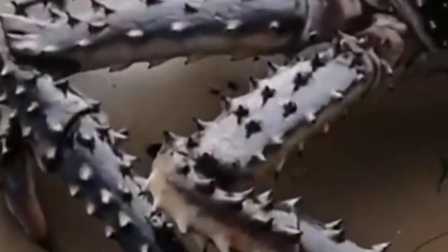 Гигантский краб на Черном море смотреть онлайн