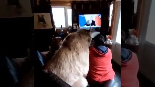 мой любимый медведь смотреть онлайн