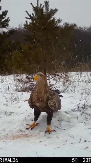 🦅 орлан-белохвост 💪 / TRAIL CAM sjcam m50 смотреть онлайн