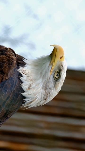#bird #wildlife #reels #shorts смотреть онлайн