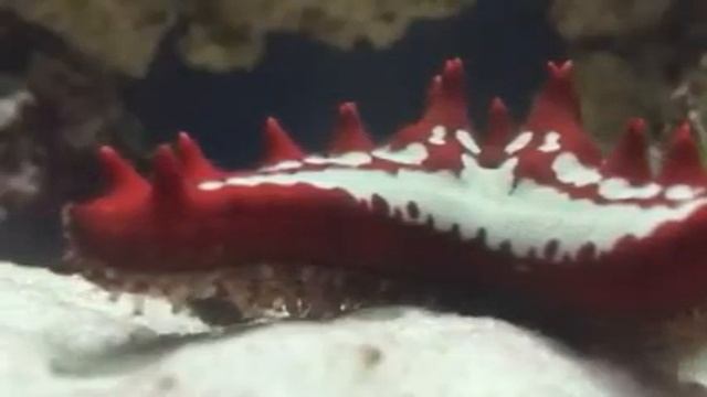 Red Chocolate Chip Sea Star смотреть онлайн