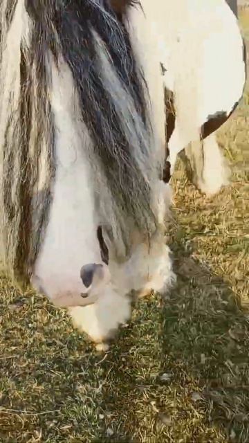 Lizzie the gypsy cob смотреть онлайн