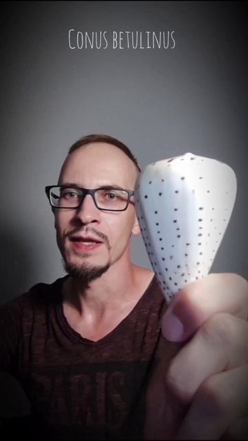 Conus betulinus или Берёзовый конус ⬜⬛⬜⬛⬜ все конусы в разной степени ядовиты смотреть онлайн