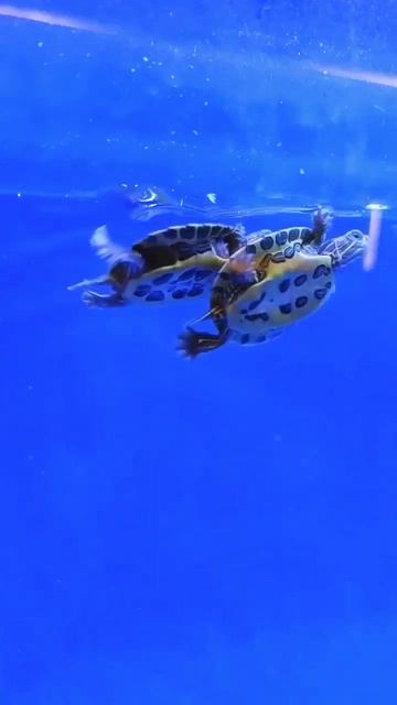 First time watching tortoise swimming 🥰🤗|| Exhibition khammamm #teluguvlogs #vlogs #fishaquarium смотреть онлайн