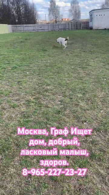 Граф❤️🐕🏠 #собака #алабай #помощь #животные #собаки #любовь #love #топ #счастье смотреть онлайн