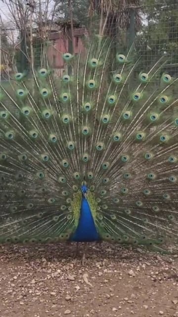 @National bird ll national bird sound #subscribe #short #like #share #kiranmam vlogs смотреть онлайн