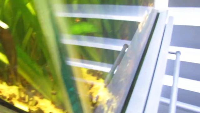 Trampa del pepino para caracoles Planorbis смотреть онлайн