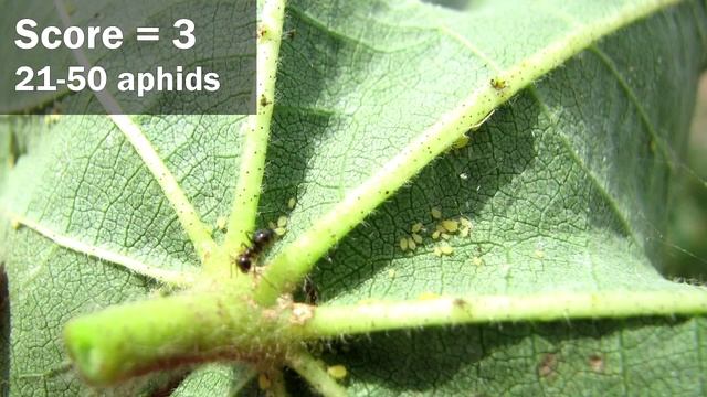 Aphid sampling and management in cotton смотреть онлайн