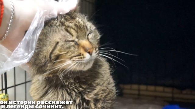 ВАЛЬТЕР смотреть онлайн