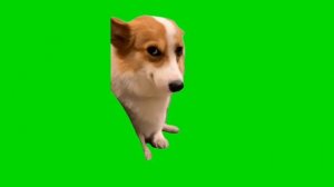 ВСЕ ФУТАЖИ С МЕМ КОТАМИ