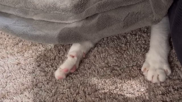 【主婦の日常vlog】2日間の朝夜ご飯｜エアコンクリーニング🫧ケーキ作り🍰子供と猫との暮らし🐱 смотреть онлайн