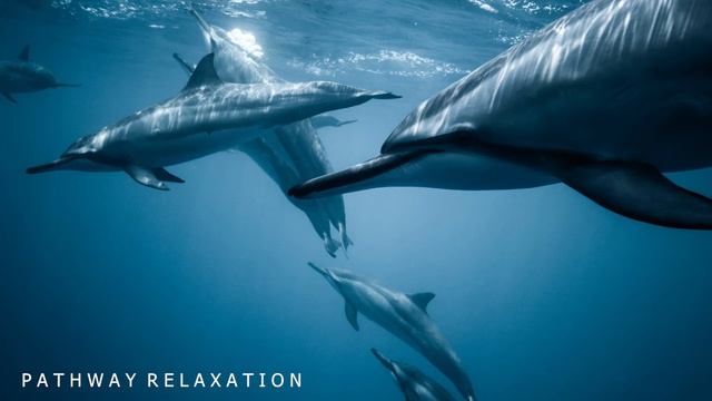 Dolphin singing Soothing Music for Meditation Therapy Sleep | Recommend for Pregnant womens смотреть онлайн