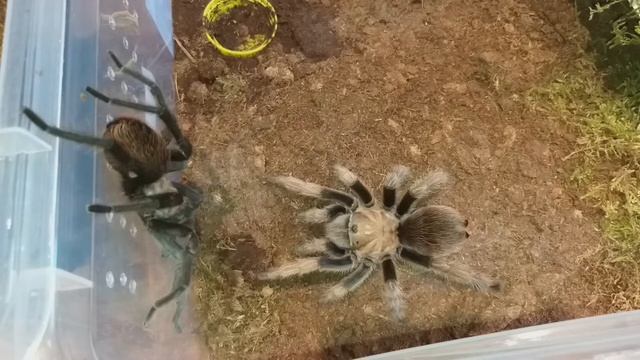 Aphonopelma Chalcodes Pretty Heavy Mating  !