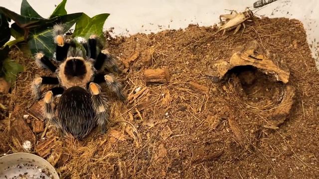 Tarantula Feeding - Mexican Red Knee (Brachypelma hamorii) 6 смотреть онлайн